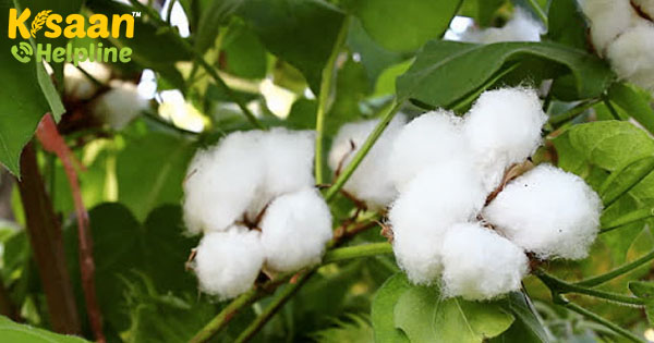 महाराष्ट्र के कपास के खेतों में पीबीडब्ल्यू संक्रमण के शुरुआती संकेत किसानों, कृषि विभाग को चिंता